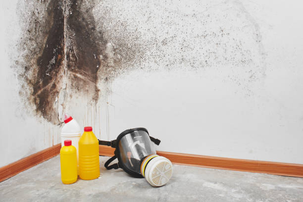 Best Kitchen Mold Remediation in Hasbrouck Heights, NJ