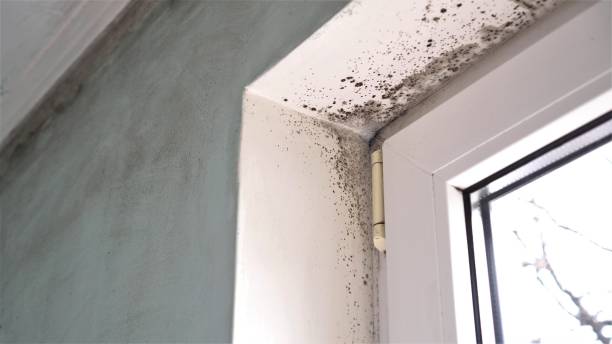 Best HVAC Mold Remediation in Hasbrouck Heights, NJ