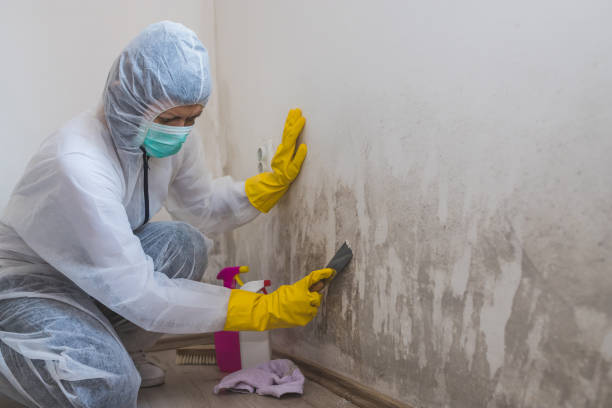 Best Industrial Mold Remediation in Hasbrouck Heights, NJ