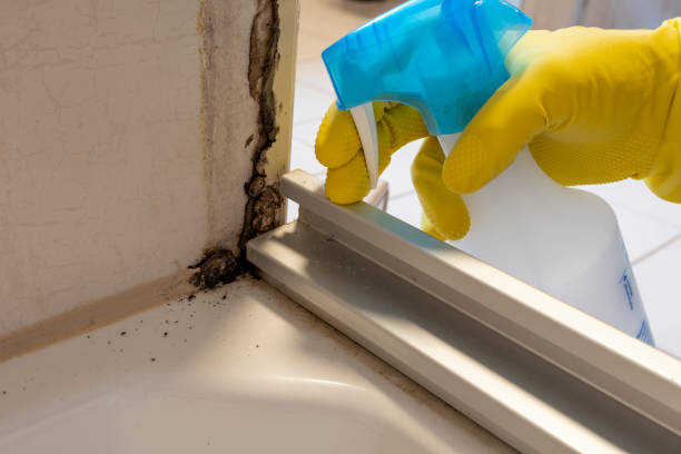 Best Residential Mold Remediation in Hasbrouck Heights, NJ