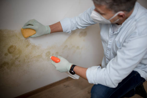Best Bathroom Mold Remediation in Hasbrouck Heights, NJ