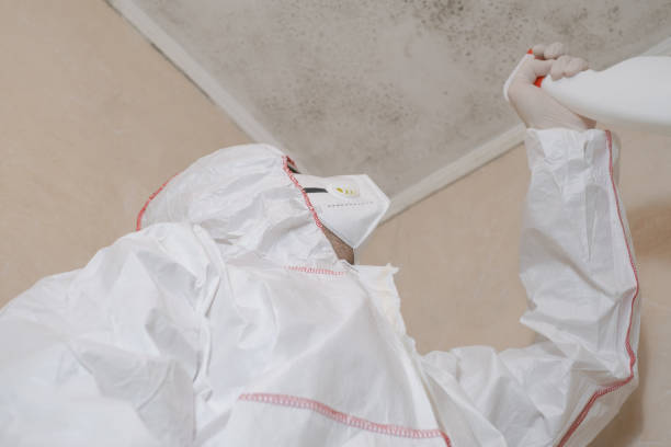 Best DIY Mold Remediation Support Services in Hasbrouck Heights, NJ