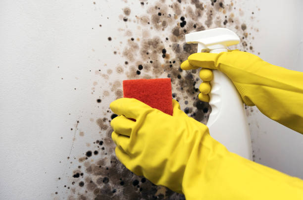 Best Black Mold Remediation in Hasbrouck Heights, NJ