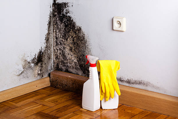 Best Crawl Space Mold Remediation in Hasbrouck Heights, NJ