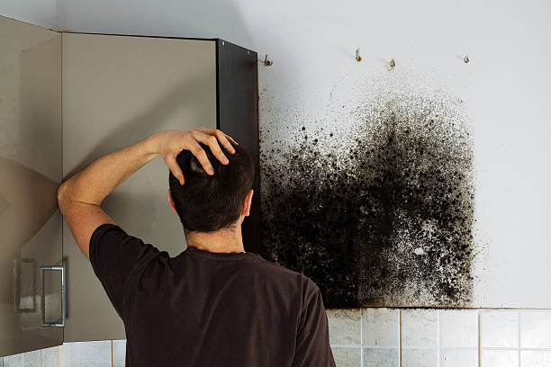 Best Kitchen Mold Remediation in Hasbrouck Heights, NJ