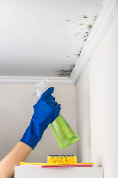 Best Residential Mold Remediation in Hasbrouck Heights, NJ