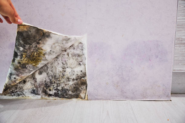 Best Commercial Mold Remediation in Hasbrouck Heights, NJ